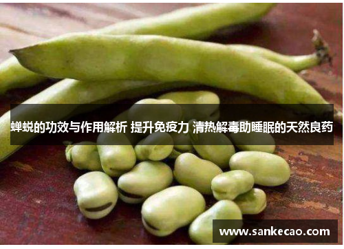 蝉蜕的功效与作用解析 提升免疫力 清热解毒助睡眠的天然良药